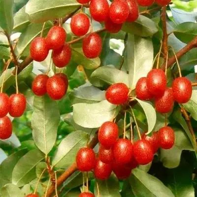 ГУМИ (ЛОХ МНОГОЦВЕТКОВЫЙ) в Полоцке