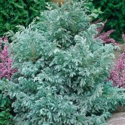 Кипарисовик БУЛЕВАРД горохоплодный в Полоцке