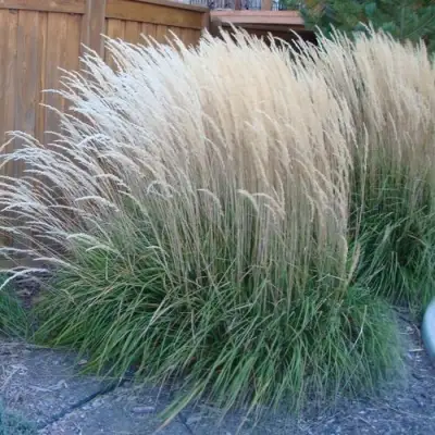 Вейник КАРЛ ФОРСТЕР остроцветковый в Полоцке