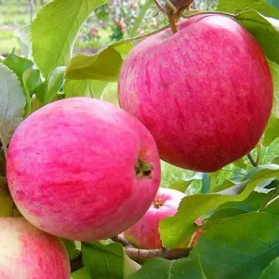 Яблоня РОЗОВЫЙ НАЛИВ в Полоцке