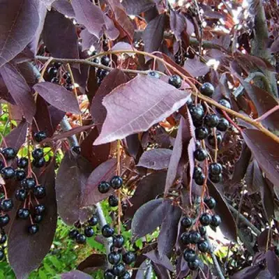 Черемуха виргинская ШУБЕРТ в Полоцке