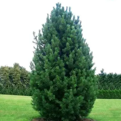 Сосна кедровая европейская в Полоцке