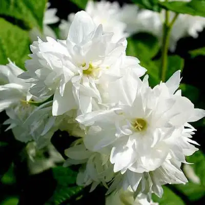 Жасмин ДАМ БЛАНШ в Полоцке