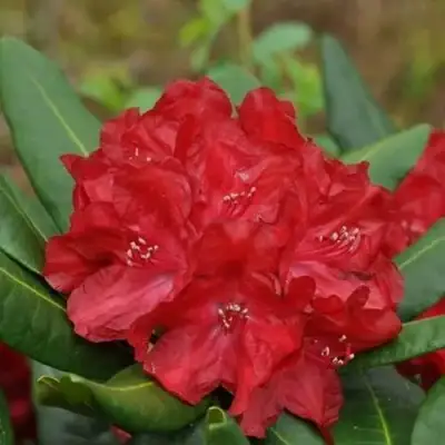 Рододендрон БУЗУКИ в Полоцке