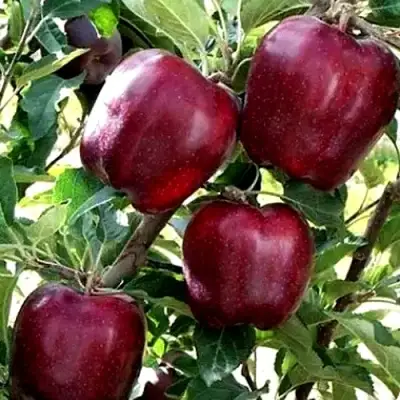 Яблоня РЕД ЧИФ в Полоцке