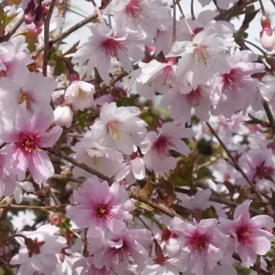 Сакура МИКИНОРИ в Полоцке