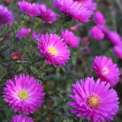 Астра КАРМИНКУППЕЛЬ в Полоцке