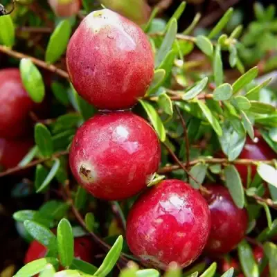 Клюква СТИВЕНС в Полоцке