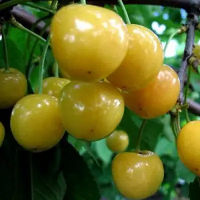 Черешня РОССОШАНСКАЯ ЗОЛОТАЯ в Полоцке