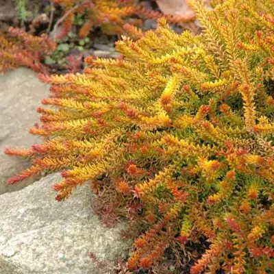 Водяника БЕРНШТЕЙН черная в Полоцке