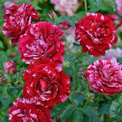 Роза ДИП ИМПРЕШН флорибунда в Полоцке