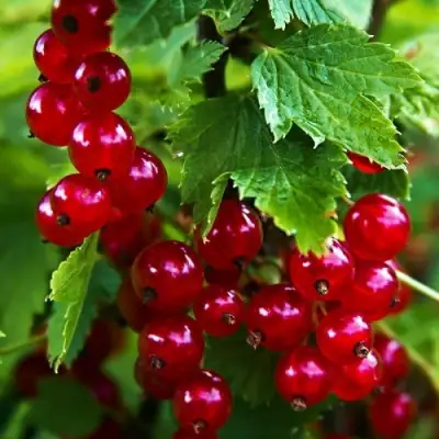 Смородина красная РОЛАН в Полоцке