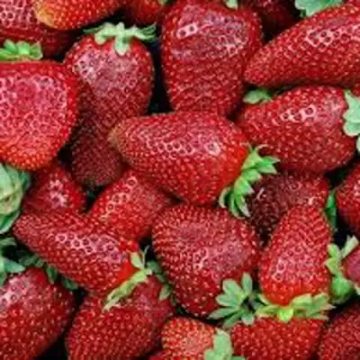 Клубника СКАЛА в Полоцке