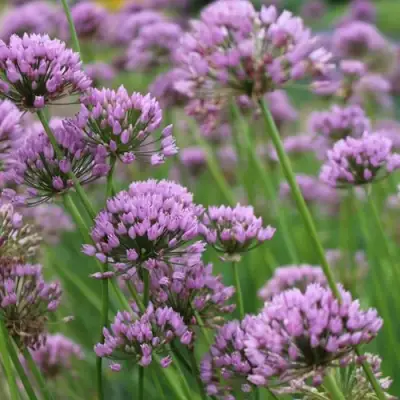 Лук угловатый в Полоцке