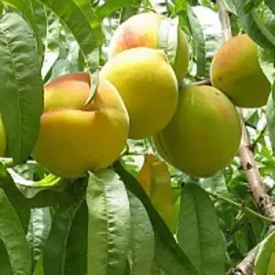 Персик СЕЯНЕЦ СТАРКА в Полоцке