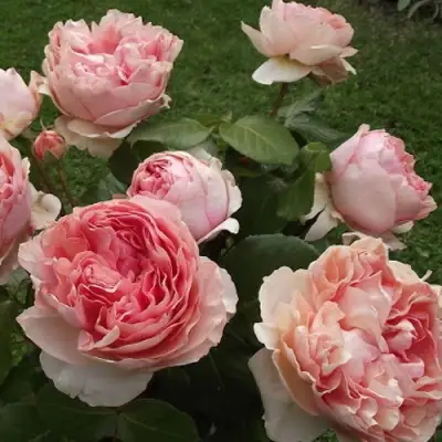 Роза ФИЛИНГ чайно-гибридная в Полоцке