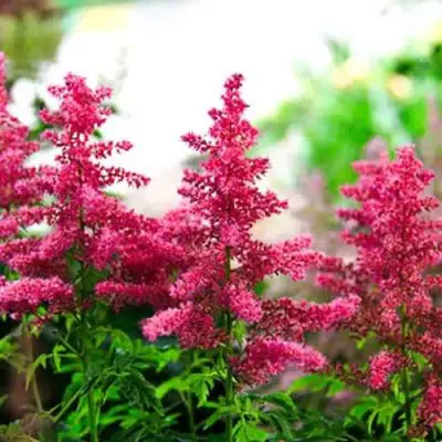 Астильба ЮНИК КАРМИН гибридная в Полоцке