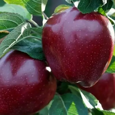 Яблоня РЕД ЧИФ в Полоцке