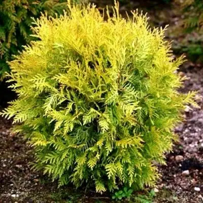 Туя ГЛОБОЗА АУРЕА западная в Полоцке