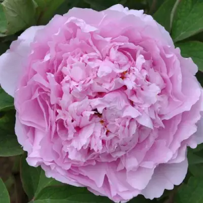 Пион ПРОЗРАЧНАЯ РОСА древовидный в Полоцке