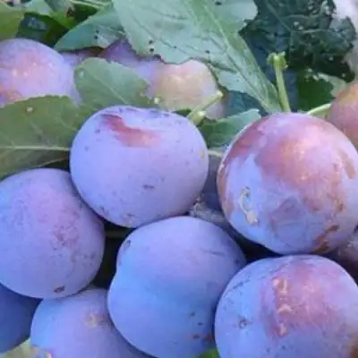 Слива НАГРАДА НЕМАНСКАЯ в Полоцке