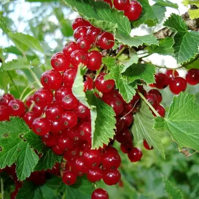 Смородина красная ГОЛЛАНДСКАЯ КРАСНАЯ в Полоцке