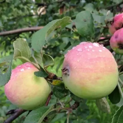 Яблоня УТРО в Полоцке