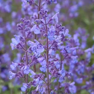 Котовник КИТ КЭТ фассена в Полоцке