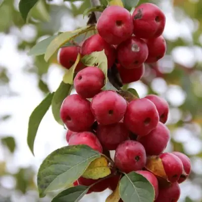 Яблоня РЕД ОБЕЛИСК колонновидная в Полоцке