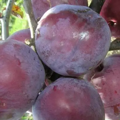 Слива ПАННА в Полоцке