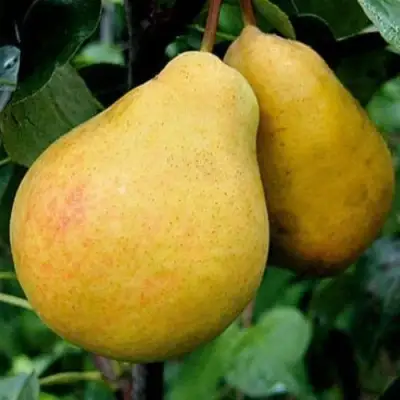 Груша ВЕЛИКАЯ ЛЕТНЯЯ (БОЛЬШАЯ ЛЕТНЯЯ) в Полоцке