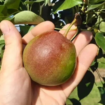 Груша КУПАЛА в Полоцке