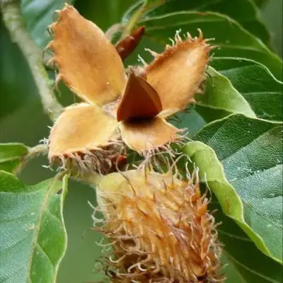 Бук обыкновенный в Полоцке