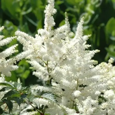 Астильба ХЭППИ ДЕЙ Арендса в Полоцке