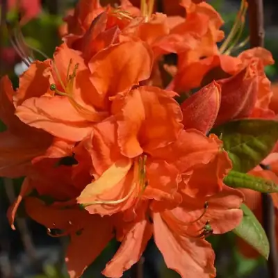 Азалия МАНДАРИН ЛАЙТС листопадная в Полоцке