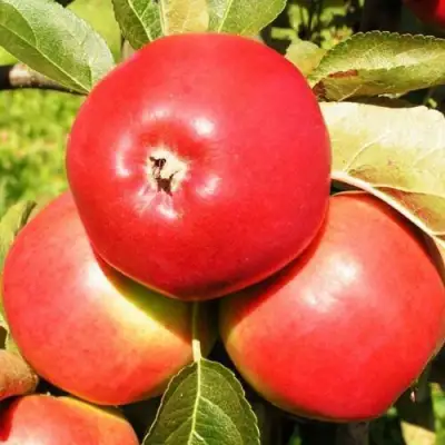 Яблоня СЯБРЫНА в Полоцке