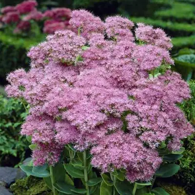 Очиток (седум) БРИЛЛИАНТ в Полоцке