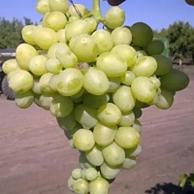 Виноград АРКАДИЯ в Полоцке