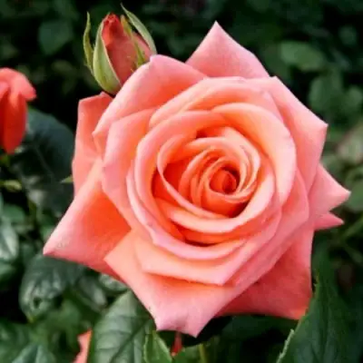 Роза ВАУ чайно-гибридная в Полоцке