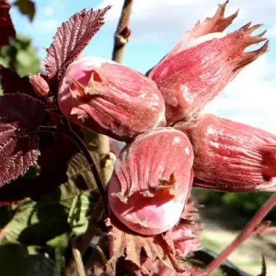 Фундук АЛЫЙ ПАРУС в Полоцке