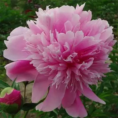 Пион ГОЛУБАЯ ХРИЗАНТЕМА травянистый в Полоцке