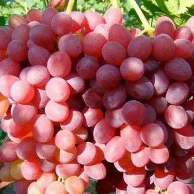 Виноград КИШМИШ КРАСНЫЙ в Полоцке
