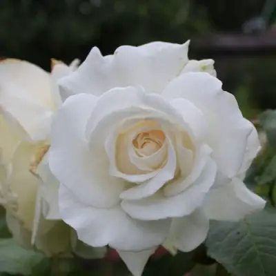 Роза АНАСТАСИЯ чайно-гибридная в Полоцке