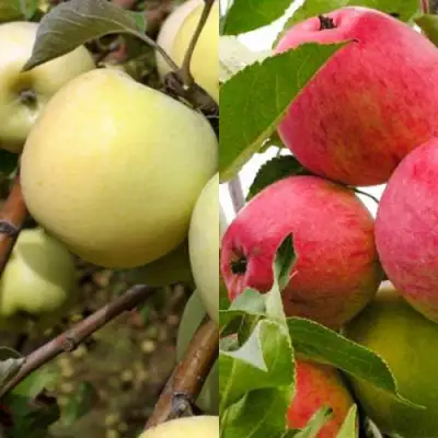 Комплект ЯБЛОЧНЫЙ ТАНДЕМ в Полоцке