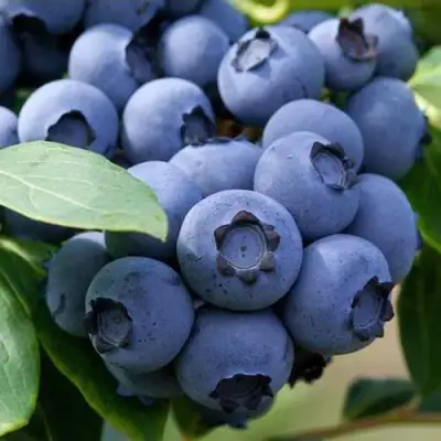 Голубика СПАРТАН в Полоцке