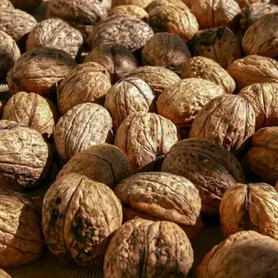 Грецкий орех ПИНСКИЙ в Полоцке
