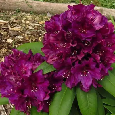 Рододендрон ПОЛАРНАХТ в Полоцке