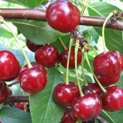 Вишня ТУРГЕНЕВКА в Полоцке