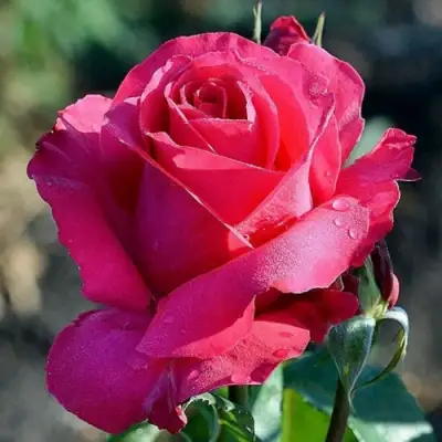 Роза ВИЕН РОУЗ чайно-гибридная в Полоцке