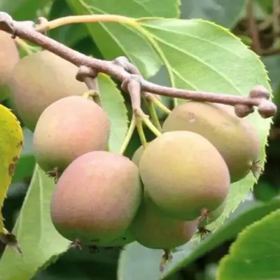 Актинидия ГИБРИДНАЯ КОЛБАСИНОЙ в Полоцке